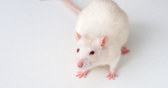 Photo by SoWin A white rat.