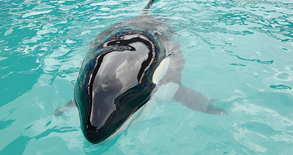 Photo of Lolita by Ingrid Visser Photo of Lolita by Ingrid Visser