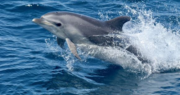 A bottlenose dolphin jumps out of the ocean.