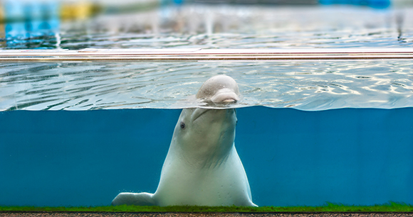 A beluga whale looks out from an aquarium tank