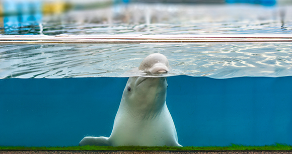 Photo by Kuremo A beluga whale looks out from an aquarium tank