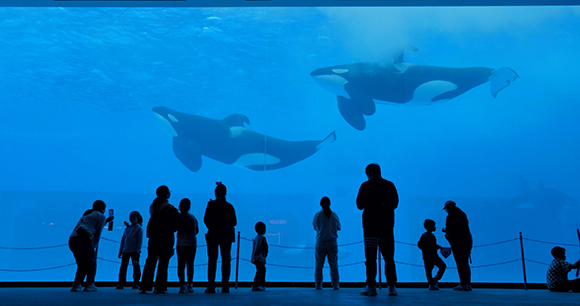 Captive orcas in China aquarium - Photo by CCA Captive orcas in China aquarium