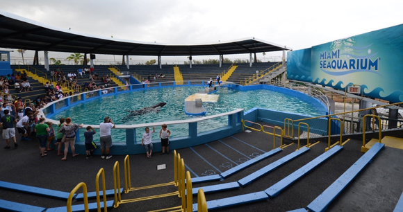 Toki in her tank at Miami Seaquarium