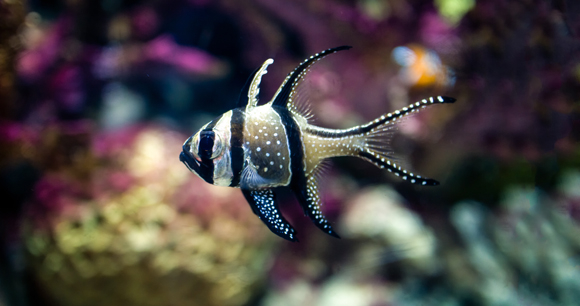 Banggai cardinalfish