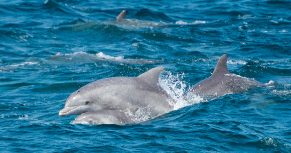 Bottlenose dolphins.