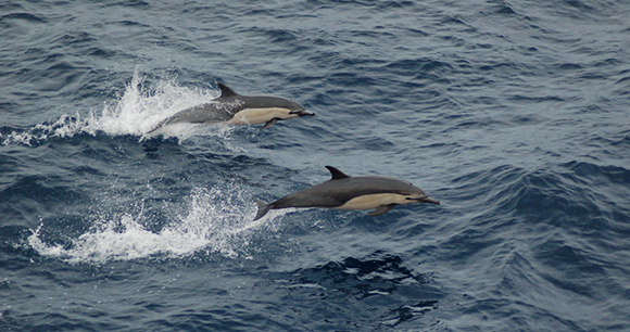 Short-beaked common dolphins.