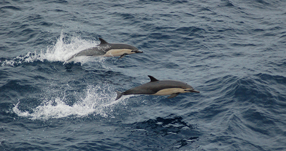 Photo by NOAA Fisheries Short-beaked common dolphins.
