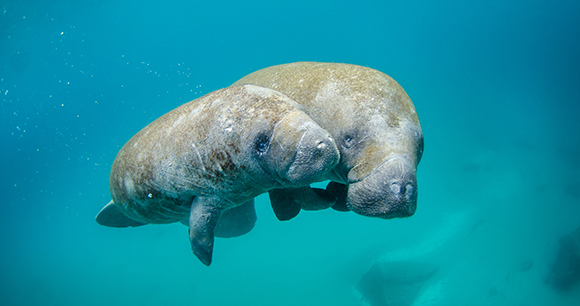 Two manatees nuzzle each other as they swim in blue-green water.