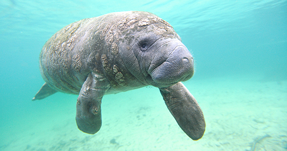 A manatee