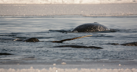 A pod of narwhal swim in icy waters.