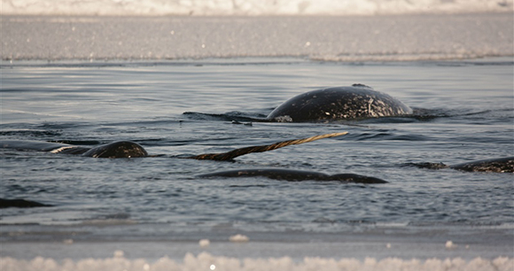 Photo by NOAA A pod of narwhal swim in icy waters.