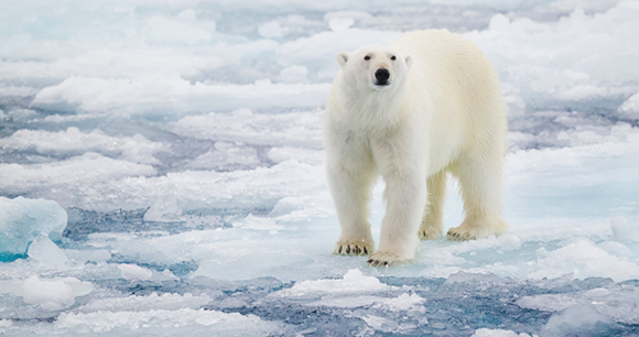 Polar bear on broken sea ice - Photo by Ken Canning Polar bear on broken sea ice