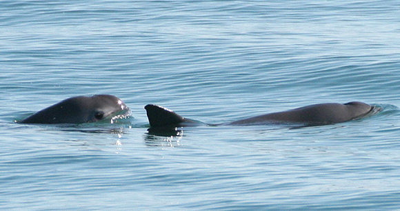 Two vaquita swimming in blue water
