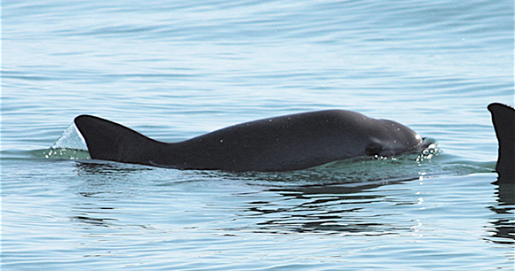 A vaquita swimming.