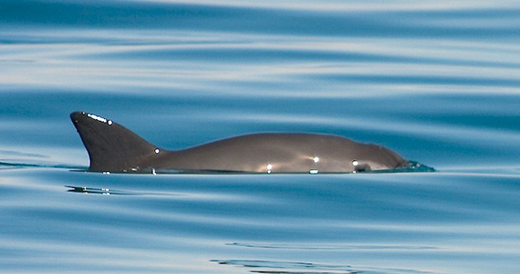 A vaquita porpoise in the ocean.