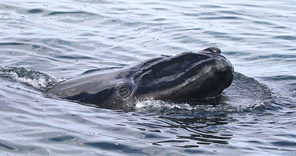 A North Atlantic right whale in the ocean