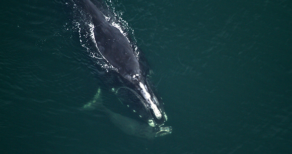 Photo by Florida Fish and Wildlife Conservation Commission - NOAA A right whale and her calf.
