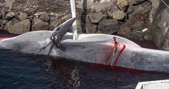 Two inaccurately fired harpoons into a pregnant female fin whale. Photo by Arne Feuerhahn, Hard To Port Two inaccurately fired harpoons into a pregnant female fin whale.