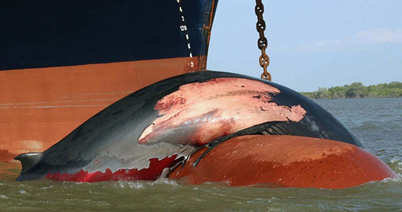 A deceased whale struck by a ship.