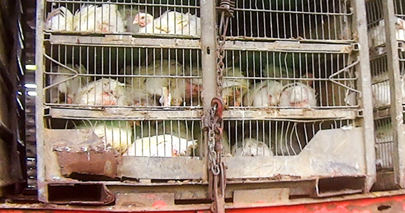 Turkeys in crowded cages in the back of a transport truck.