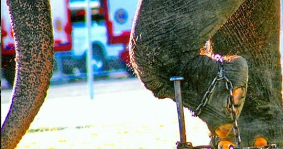 Elephant chained