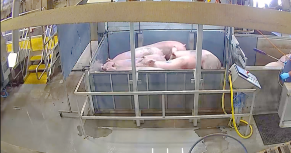 Still from video by Direct Action Everywhere Pigs being positioned for loading into a CO2 gas system gondola at Smithfield Foods slaughter plant.