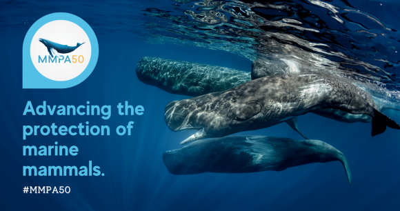 Photo from Shutterstock Sperm whales swim underwater. The MMPA50 logo is on the left above text that reads "Advancing the protection of marine mammals #MMPA50".