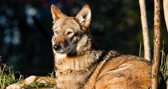 A red wolf lays in the sun, looking out into the distance.