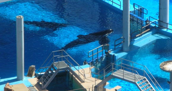 Photo of Tilikum - by Naomi Rose