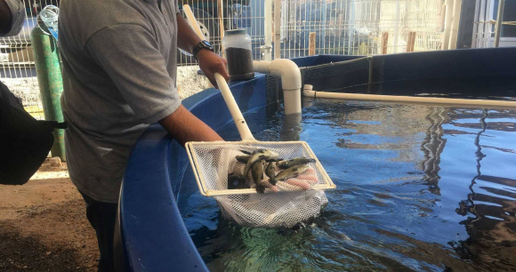 Photo by AWI A man holds up totoaba in a net, inside the EOF facility in 2019.