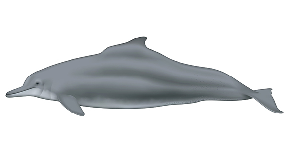 Illustration of an Atlantic humpback dolphin by Uko Gorter