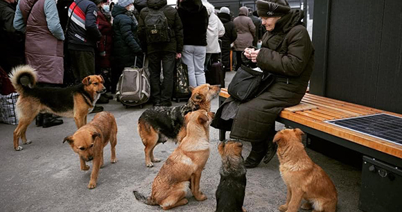 A woman feeds stray dogs while people queue in the background.