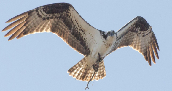 AWI Endorses Bill to Ban Lead Ammunition on Fish & Wildlife Service Land AWI Endorses Bill to Ban Lead Ammunition on Fish & Wildlife Service Land