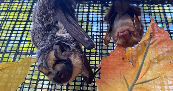 Two rescued bats at a sanctuary - Photo courtesy of Bat Conservation & Rescue of Virginia two rescued bats at a sanctuary