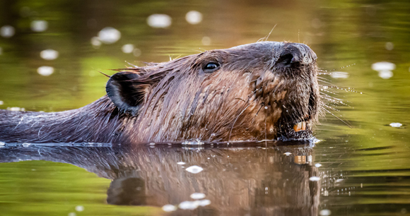 A beaver swimming.