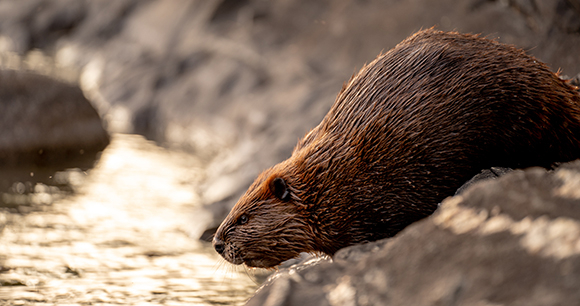 A brown beaver stands by the water's edge with wet fur.