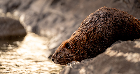 Photo by Tim Umphreys A brown beaver stands by the water's edge with wet fur.