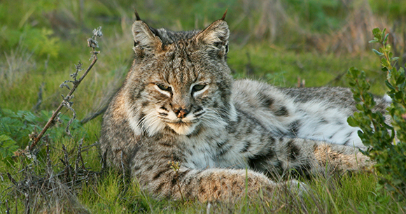 A bobcat lies in green grass.