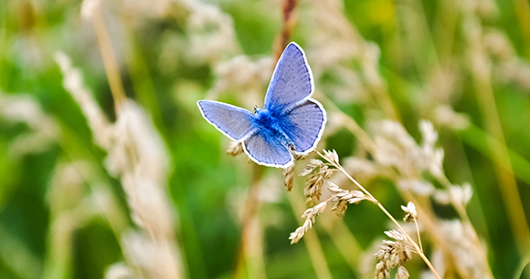 Photo by buharina Butterfly