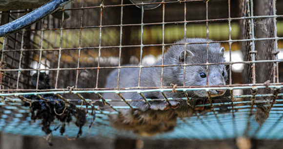 A farmed mink lies in a metal cage