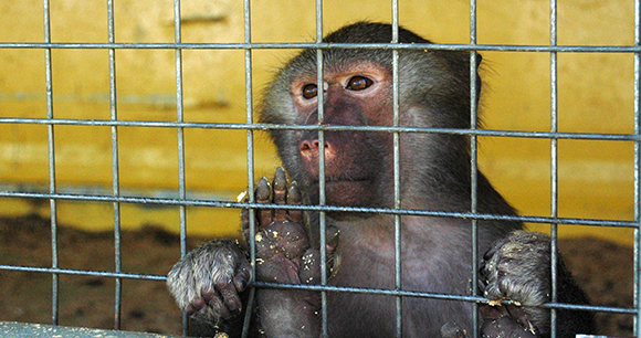 A primate in a cage.