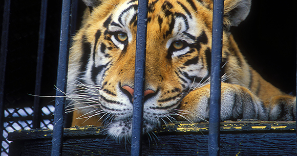 A tiger lays down in a metal cage.