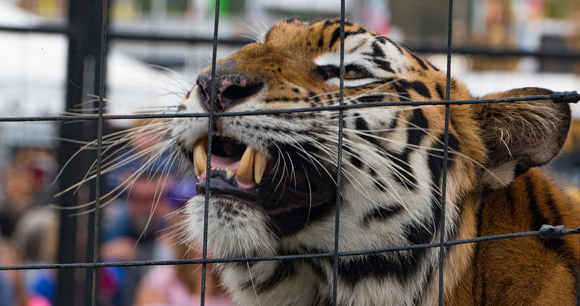 A tiger rubs its face against a wire enclosure, showing its teeth.