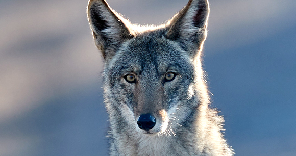 Photo from Flickr by Henry Coyote