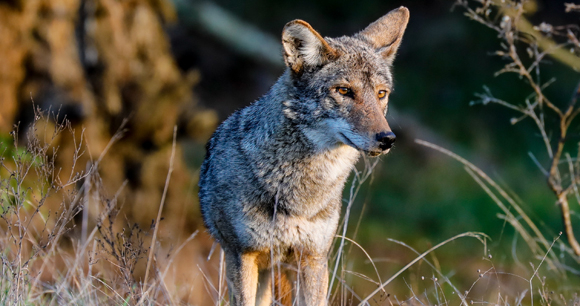 Photo by Shelly Prevost Coyote