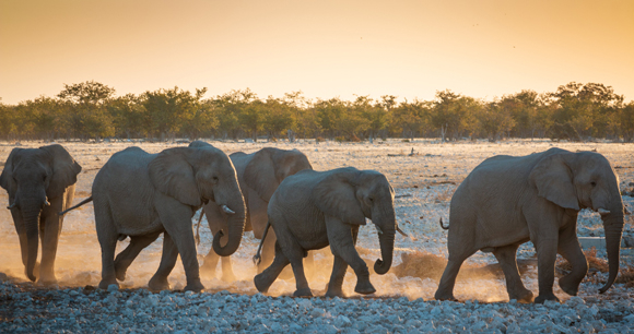 A herd of elephants walk during sunset