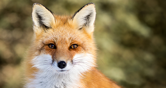 A closeup of a red fox staring directly into the camera.