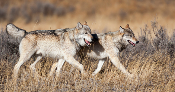 gray wolves - photo by Danita Delimont