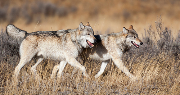 photo by Danita Delimont gray wolves - photo by Danita Delimont