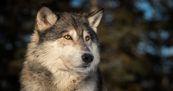 Photo by Holly Kuchera A gray wolf looks off into the distance